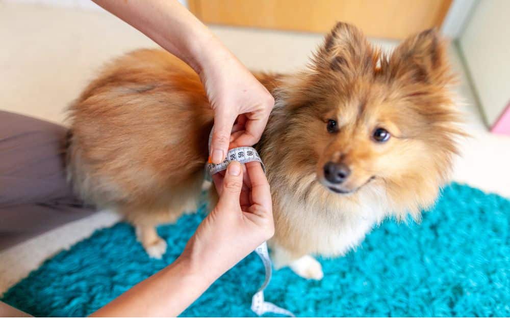 Diabetes beim Hund früh erkennen und behandeln